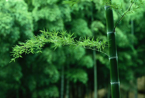 雅思閱讀動植物類真題